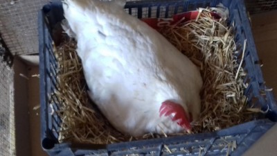 20170621_092735.jpg (64.58 KiB) Osservato 847 volte 20170621_092735.jpg