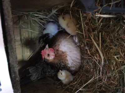 IMG_3705.JPG (92.41 KiB) Osservato 546 volte IMG_3705.JPG