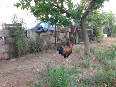 IMG_20170621_195223.jpg (178.69 KiB) Osservato 812 volte IMG_20170621_195223.jpg