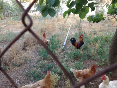 IMG_20170621_194726.jpg (175.85 KiB) Osservato 812 volte IMG_20170621_194726.jpg