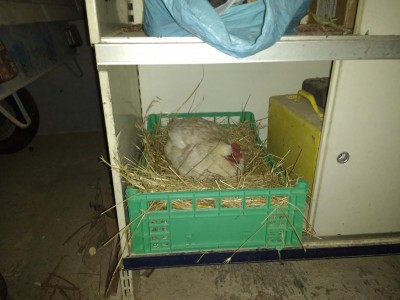 IMG_20170617_055732.jpg (82.89 KiB) Osservato 1298 volte IMG_20170617_055732.jpg