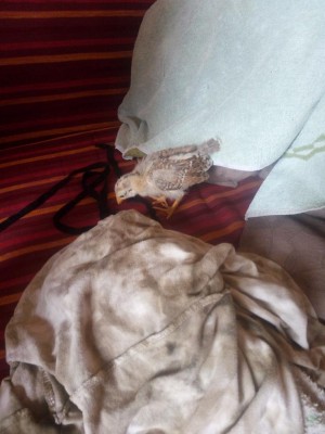 IMG_20170628_095319.jpg (78.38 KiB) Osservato 467 volte IMG_20170628_095319.jpg