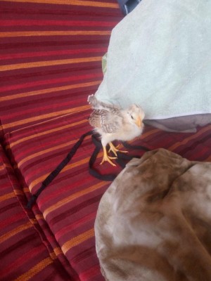 IMG_20170628_095240.jpg (80.6 KiB) Osservato 467 volte IMG_20170628_095240.jpg