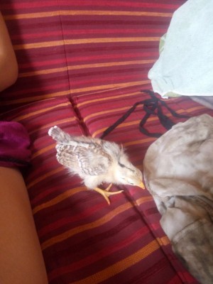 IMG_20170628_095233.jpg (72.11 KiB) Osservato 467 volte IMG_20170628_095233.jpg