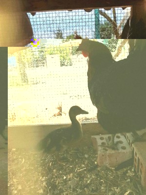 20170626_144254.jpg (143.8 KiB) Osservato 896 volte 20170626_144254.jpg