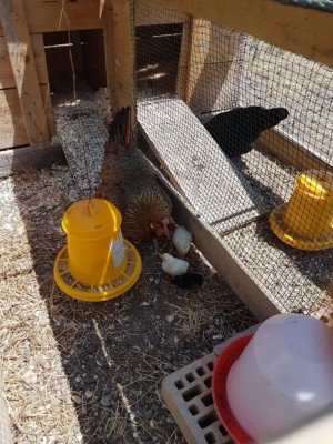 20170626_115847.jpg (185.43 KiB) Osservato 896 volte 20170626_115847.jpg