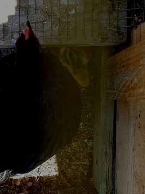 20170626_143941.jpg (77.27 KiB) Osservato 896 volte 20170626_143941.jpg