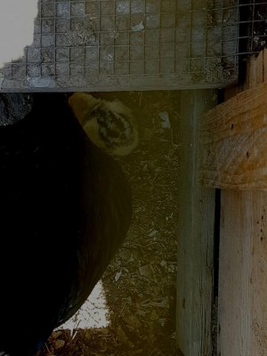 20170626_144016.jpg (84.8 KiB) Osservato 896 volte 20170626_144016.jpg