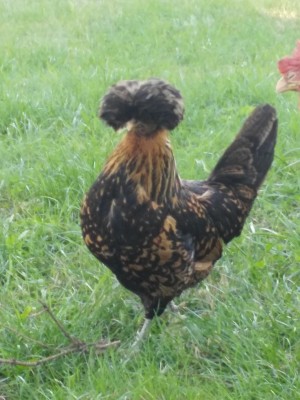 giacomina / IMG_20170702_185753.jpg IMG_20170702_185753.jpg