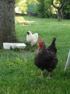 IMG_20170702_185718.jpg (127.76 KiB) Osservato 899 volte IMG_20170702_185718.jpg