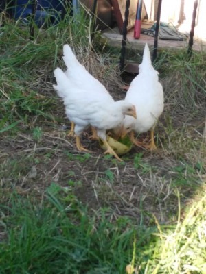 IMG_20170702_190012.jpg (100.9 KiB) Osservato 895 volte IMG_20170702_190012.jpg