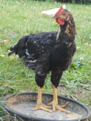 IMG_20170702_190113.jpg (94.08 KiB) Osservato 895 volte IMG_20170702_190113.jpg