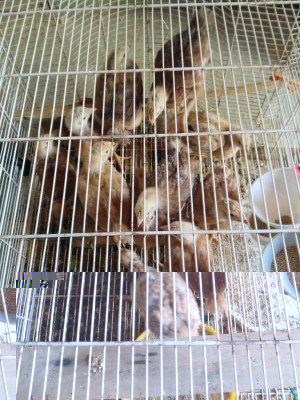 IMG_20170702_190140.jpg (150.66 KiB) Osservato 895 volte IMG_20170702_190140.jpg