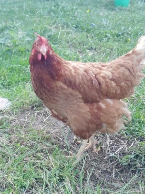 IMG_20170702_195033.jpg (134.85 KiB) Osservato 895 volte IMG_20170702_195033.jpg