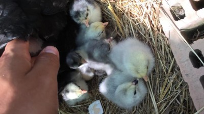 IMG_8144.JPG (75.12 KiB) Osservato 851 volte IMG_8144.JPG