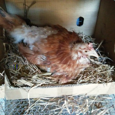 20170704_135241.jpg (142.34 KiB) Osservato 819 volte 20170704_135241.jpg