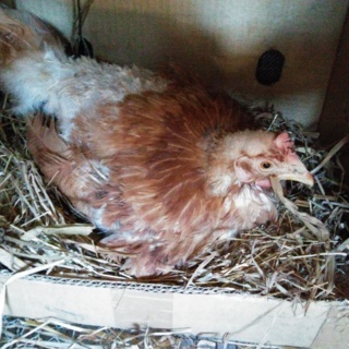 20170704_135414 (FILEminimizer).jpg 20170704_135414 (FILEminimizer).jpg