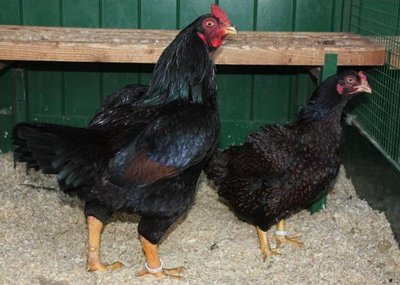 cornish.jpg (53.8 KiB) Osservato 840 volte cornish.jpg