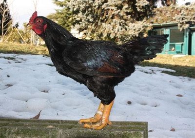 cornish_m.jpg (62.8 KiB) Osservato 840 volte cornish_m.jpg