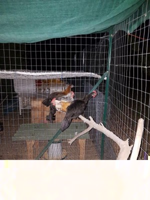 20170709_213216.jpg (152.87 KiB) Osservato 742 volte 20170709_213216.jpg