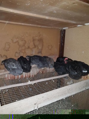 20170709_213203.jpg (115.61 KiB) Osservato 742 volte 20170709_213203.jpg