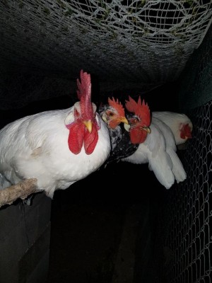 20170709_213139.jpg (97.56 KiB) Osservato 742 volte 20170709_213139.jpg