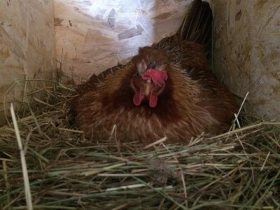 IMG_0310.JPG (95.55 KiB) Osservato 1005 volte IMG_0310.JPG