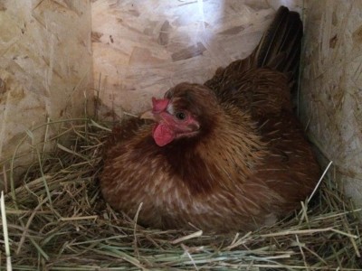 IMG_0311.JPG (103.33 KiB) Osservato 1005 volte IMG_0311.JPG