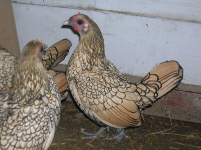 DSCN1092.JPG (121.11 KiB) Osservato 1158 volte DSCN1092.JPG