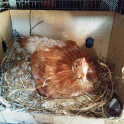 20170710_172225.jpg (128.92 KiB) Osservato 969 volte 20170710_172225.jpg