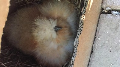 IMG_8129.JPG (75.96 KiB) Osservato 1274 volte IMG_8129.JPG