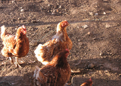 Gallina1.jpg (371.17 KiB) Osservato 1494 volte Gallina1.jpg