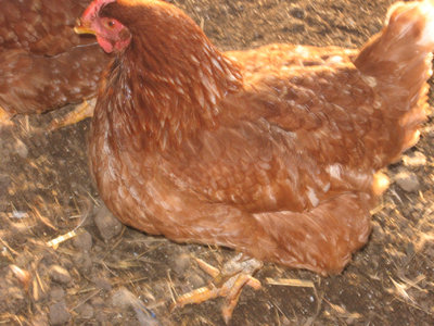 Gallina2.jpg (359.93 KiB) Osservato 1326 volte Gallina2.jpg
