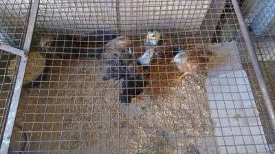 IMAG0418.jpg (130.46 KiB) Osservato 869 volte IMAG0418.jpg