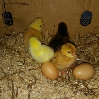 20170719_134743 (FILEminimizer).jpg 20170719_134743 (FILEminimizer).jpg