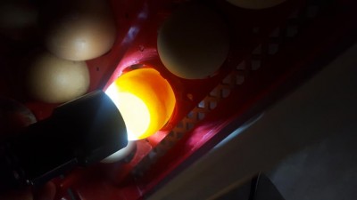 Uovo incubato da 6 giorni / 20170723_095441.jpg 20170723_095441.jpg