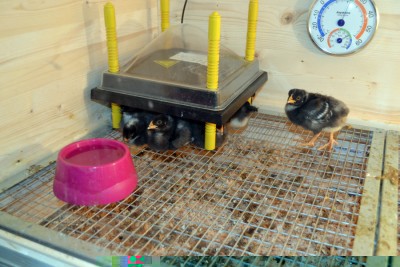 Chioccia-artificiale.jpg (212.7 KiB) Osservato 5397 volte Chioccia-artificiale.jpg