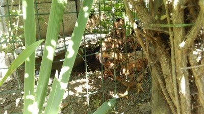 IMAG0435m.jpg (207.13 KiB) Osservato 650 volte IMAG0435m.jpg