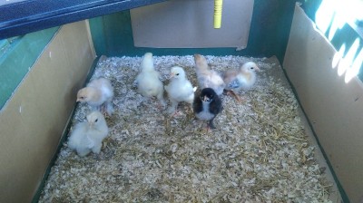 IMAG0490.jpg (190.67 KiB) Osservato 1206 volte IMAG0490.jpg