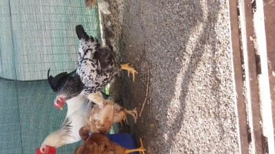 20170824_153929.jpg (145.13 KiB) Osservato 530 volte 20170824_153929.jpg