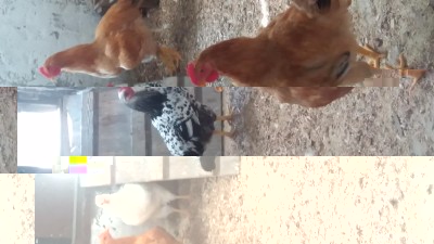 Gallina / 20170824_154501.jpg 20170824_154501.jpg