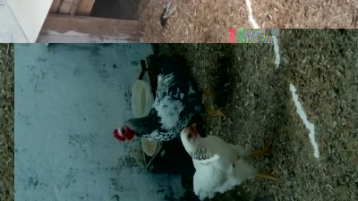 20170824_153158.jpg (76.12 KiB) Osservato 527 volte 20170824_153158.jpg