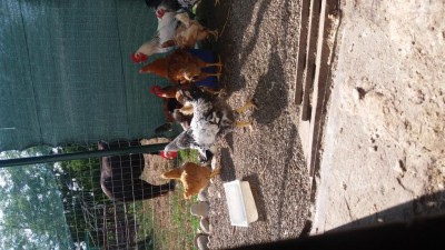 Gallo / 20170824_153925.jpg 20170824_153925.jpg