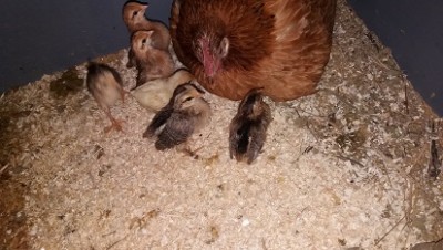 20170820_182136.jpg (62.1 KiB) Osservato 1175 volte 20170820_182136.jpg