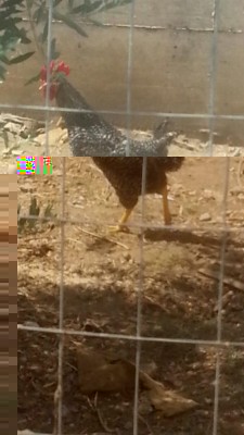 IMG-20170829-WA0016.jpg (60.96 KiB) Osservato 800 volte IMG-20170829-WA0016.jpg