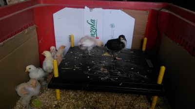 IMAG0498.jpg (130.18 KiB) Osservato 1079 volte IMAG0498.jpg