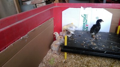 IMAG0497.jpg (160.64 KiB) Osservato 1079 volte IMAG0497.jpg