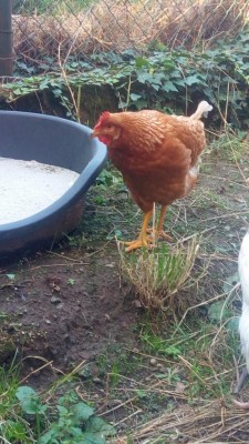 questa è Mimì non so la razza / P_20170820_083045.jpg P_20170820_083045.jpg