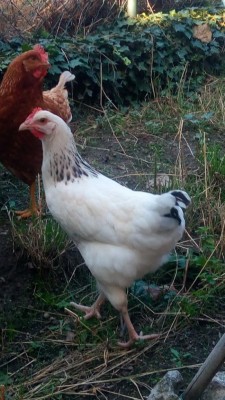 Gina dovrebbe essere una Sussex / P_20170820_083051.jpg P_20170820_083051.jpg