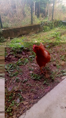 Lollo mi hanno detto Eureka / P_20170902_123345.jpg P_20170902_123345.jpg